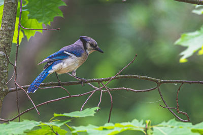 Close-up of bird perching on branch