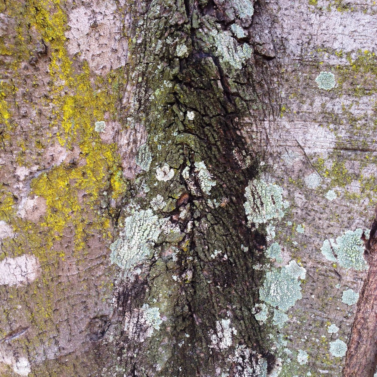 tree, growth, tree trunk, nature, full frame, textured, backgrounds, branch, beauty in nature, close-up, day, tranquility, outdoors, growing, no people, freshness, plant, rough, leaf, bark