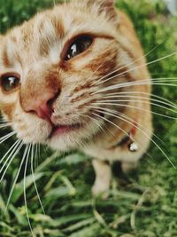 Close-up of cat on field