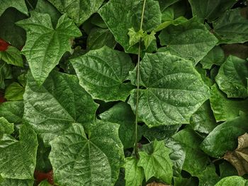 Full frame shot of plants