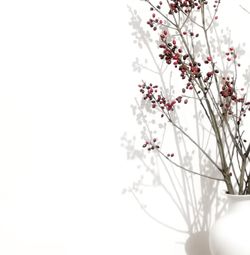 Close-up of white flowers against tree