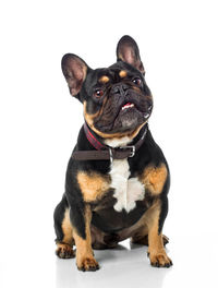 Portrait of dog sitting on white background
