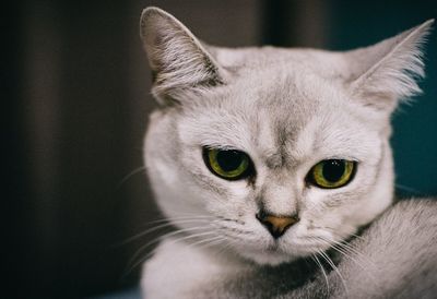 Close-up portrait of cat with green eyes