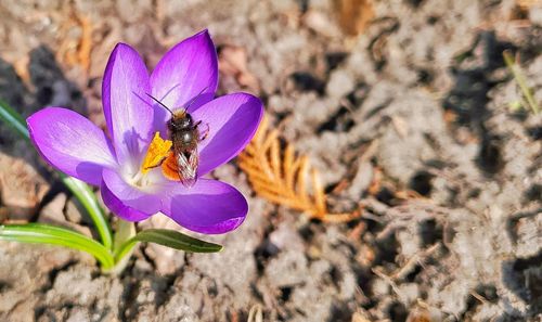 Close-up of honey bee pollinating on purple flower