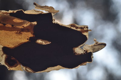 Close-up of plant against blurred background