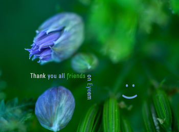plant