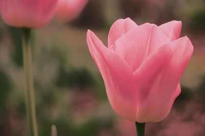 Close-up of pink rose flower