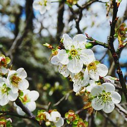 Close-up of white apple blossoms in spring