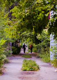 Rear view of people walking on footpath amidst plants