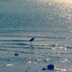 Seagull flying over sea