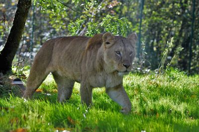 Lion on tree