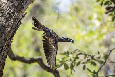 Low angle view of bird flying