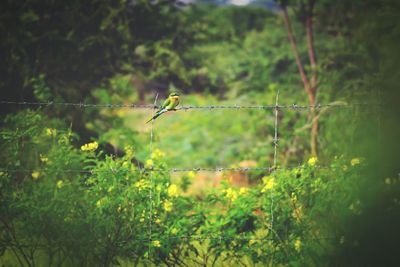 Close-up of bird perching on tree