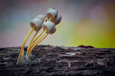 Close-up of mushroom growing on rock