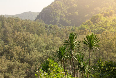 Scenic view of palm trees on mountain against sky