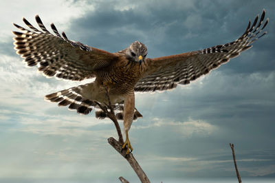 Red shouldered hawk launches