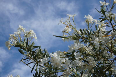 Low angle view of flowers against sky