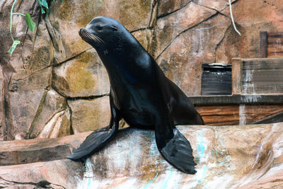 High angle view of seal