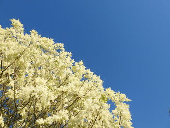 Low angle view of flowering plant against clear blue sky