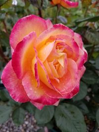 Close-up of pink rose blooming outdoors