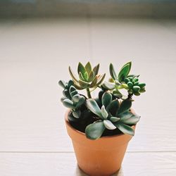 Close-up of succulent plant on floor