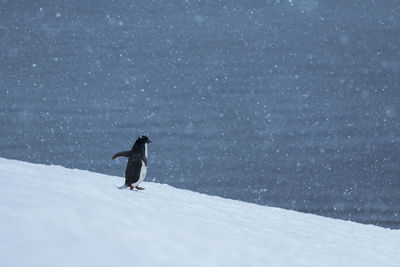 One of the largest adélie penguin colonies in antarctica is situated in hope bay, antarctica 