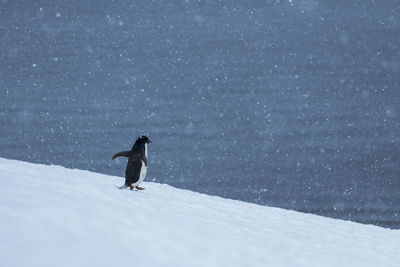 Man walking on snow covered snowcapped mountain