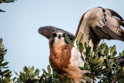 Low angle view of eagle perching on tree against sky