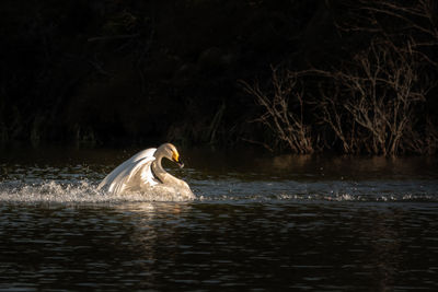 Swan floating in a lake