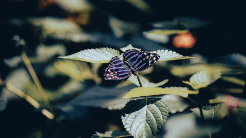 Close-up of butterfly pollinating on flower