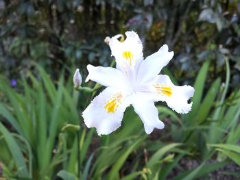 Close-up of white flower