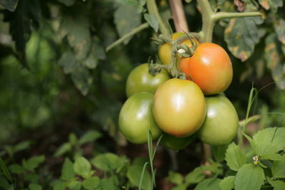 Close-up of tomatoes growing on plant