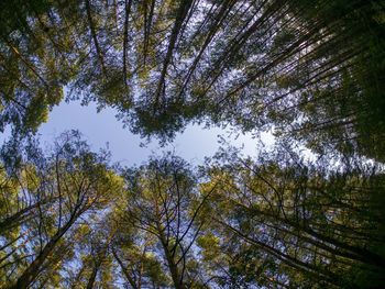 Low angle view of trees against sky