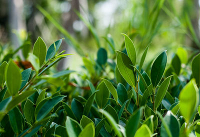Close-up of plant growing on field
