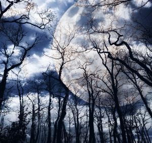 Low angle view of bare trees against sky