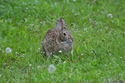 Rabbit in a field