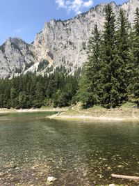 Scenic view of pine trees by mountains against sky