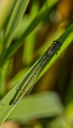 Close-up of insect on plant