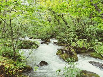 Scenic view of waterfall in forest