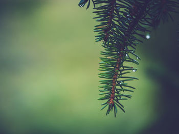 Close-up of fern