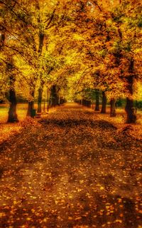 Trees in park during autumn