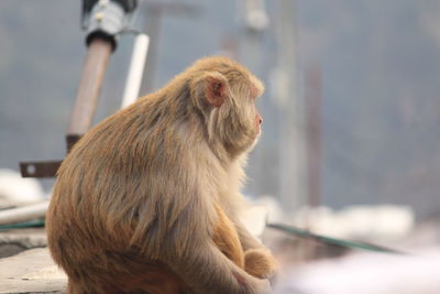 Close-up of a monkey looking away