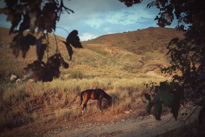 Horses on landscape against sky