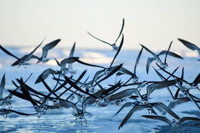 View of birds flying against the sky