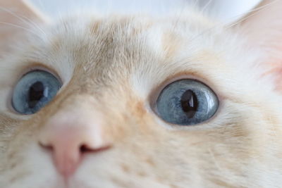 Close-up of a cat