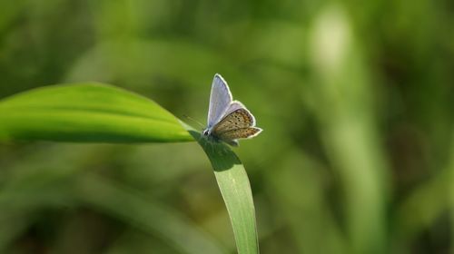 Close-up of butterfly on plant