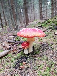 Close-up of fly agaric mushroom on field