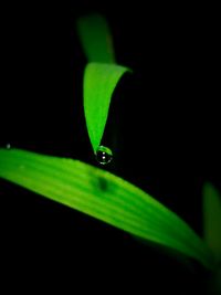 Close-up of water drop on leaf against black background