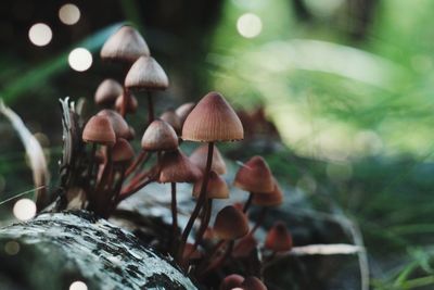 Close-up of mushrooms growing on field