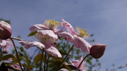 Close-up of flowers blooming in park